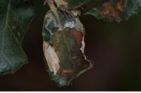 Acrocercops brongniardella
