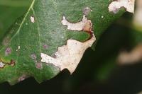 Ectoedemia heringella
