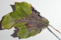 Phyllocnistis xenia