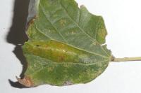 Phyllonorycter comparella