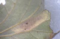 Phyllonorycter comparella