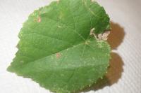 Stigmella tiliae