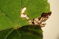 Stigmella tiliae