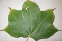 Stigmella aceris