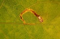 Stigmella aceris
