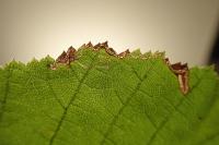 Stigmella microtheriella