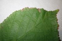 Stigmella microtheriella
