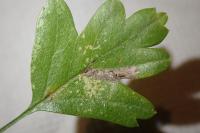 Stigmella perpygmaeella