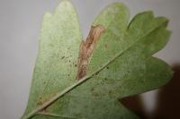 Stigmella perpygmaeella