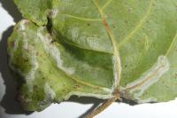 Phyllocnistis unipunctella