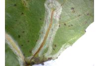 Phyllocnistis unipunctella