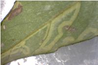 Phyllocnistis valentinensis