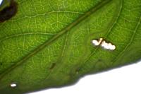 Phyllocnistis valentinensis