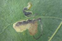 Stigmella trimaculella