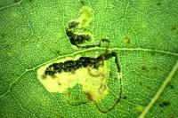 Stigmella trimaculella