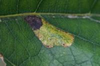 Phyllonorycter comparella