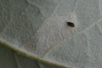 Phyllonorycter comparella