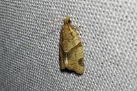 Clepsis peritana