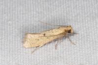 Myrmecozela ataxella