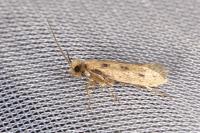 Anomalotinea liguriella