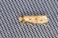 Anomalotinea liguriella