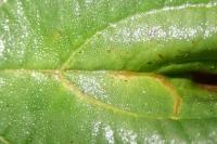 Heliozela resplendella
