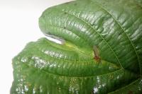 Heliozela resplendella