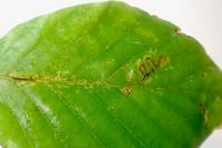 Stigmella tityrella