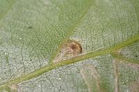 Stigmella tityrella