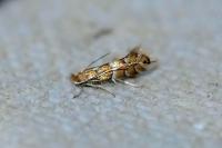 Phyllonorycter ulmifoliella