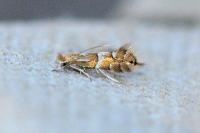 Phyllonorycter ulmifoliella