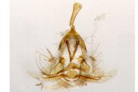 Clepsis peritana