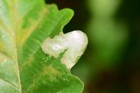 Tischeria ekebladella