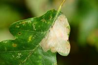 Tischeria ekebladella