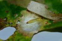Tischeria ekebladella