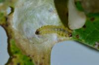 Tischeria ekebladella