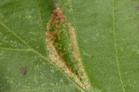Phyllonorycter rajella