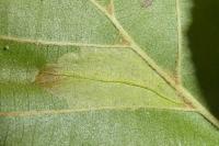 Phyllonorycter rajella