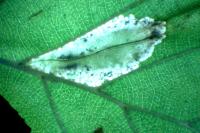 Phyllonorycter rajella