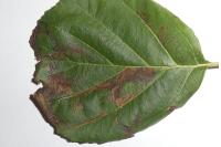 Stigmella glutinosae