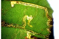 Stigmella glutinosae