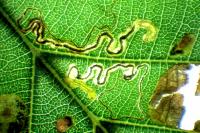 Stigmella glutinosae
