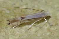 Phyllocnistis ramulicola/saligna