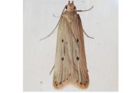 Acompsia