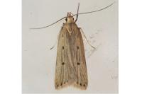 Acompsia