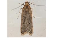 Acompsia