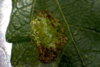 Phyllonorycter comparella