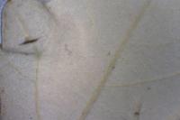 Phyllonorycter comparella
