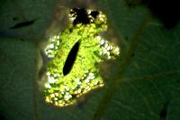Phyllonorycter comparella