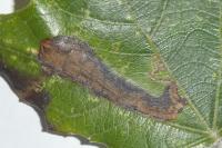 Stigmella trimaculella